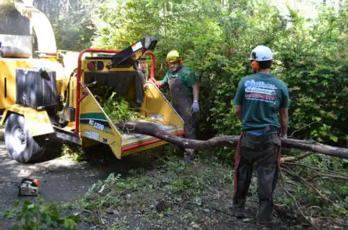 tree services Eagle Grove